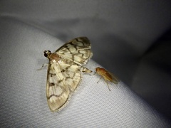 Syllepte fuscomarginalis