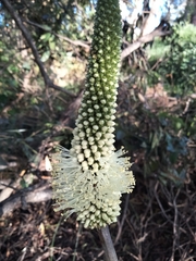Xanthorrhoea macronema