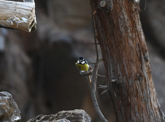Cyanistes teneriffae teneriffae