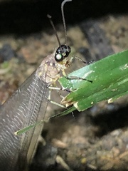 Myrmeleon timidus