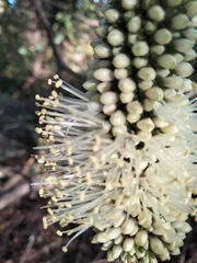 Xanthorrhoea macronema
