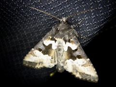 Phlogophora albovittata
