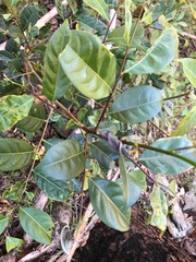 Glochidion ferdinandi