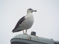 Larus marinus