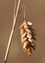 Carex limosa