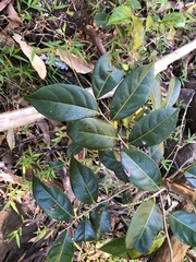 Glochidion ferdinandi