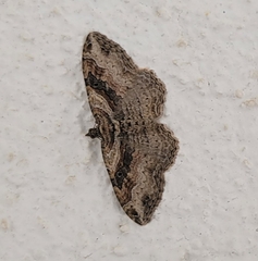 Costaconvexa centrostrigaria