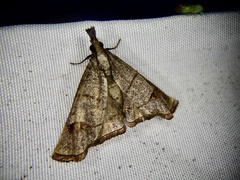 Eulophopalpia pauperalis