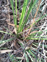 Xanthorrhoea macronema