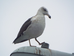 Larus marinus