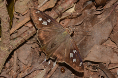 Polygonus leo pallida
