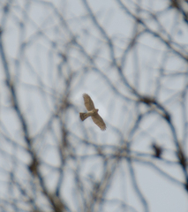 Accipiter nisus
