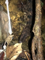 Paleosuchus trigonatus