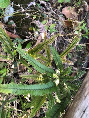 Adiantum hispidulum