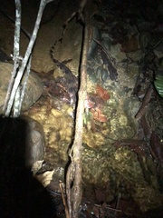 Paleosuchus trigonatus