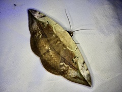 Hypopyra vespertilio