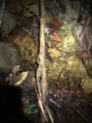 Paleosuchus trigonatus