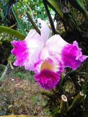Cattleya trianae