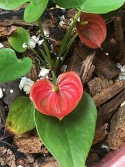 Anthurium