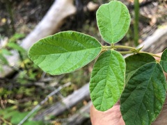 Desmodium rhytidophyllum