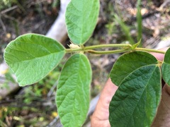 Desmodium rhytidophyllum