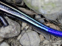 Plestiodon japonicus