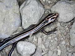 Plestiodon japonicus