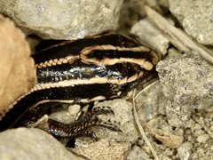 Plestiodon japonicus