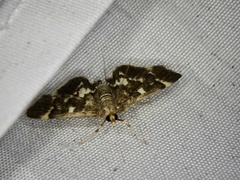 Piletocera sodalis