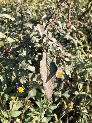 Amaranthus spinosus image