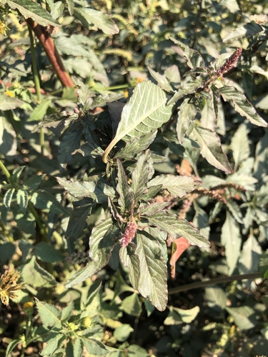 Amaranthus spinosus image