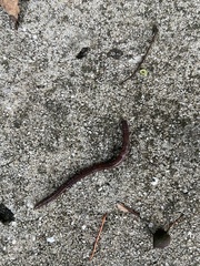 Lumbricus terrestris
