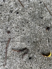 Lumbricus terrestris