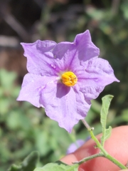Solanum xanti