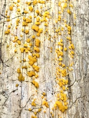 Dacrymyces stillatus