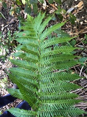 Cyathea cooperi