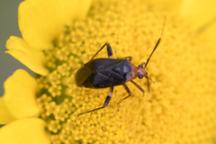 Horciasinus argentinus