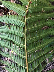 Cyathea cooperi