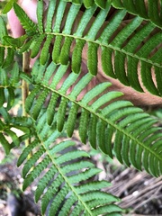 Cyathea cooperi