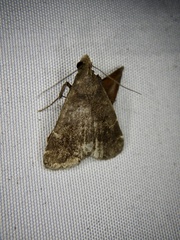 Hydrillodes pacifica