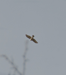 Accipiter nisus