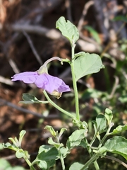 Solanum xanti