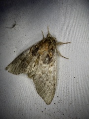 Peridea rotundata