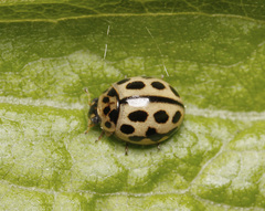 Tytthaspis sedecimpunctata