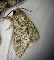 Pheosiopsis olivacea