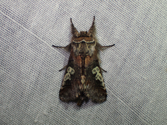 Diloba caeruleocephala