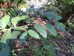 Ficus coronata