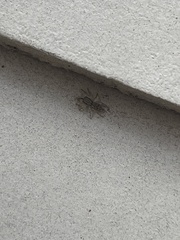 Menemerus bivittatus