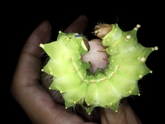 Actias aliena aliena