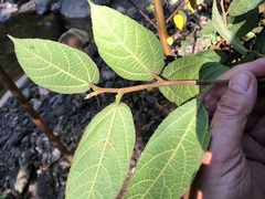 Ficus coronata
